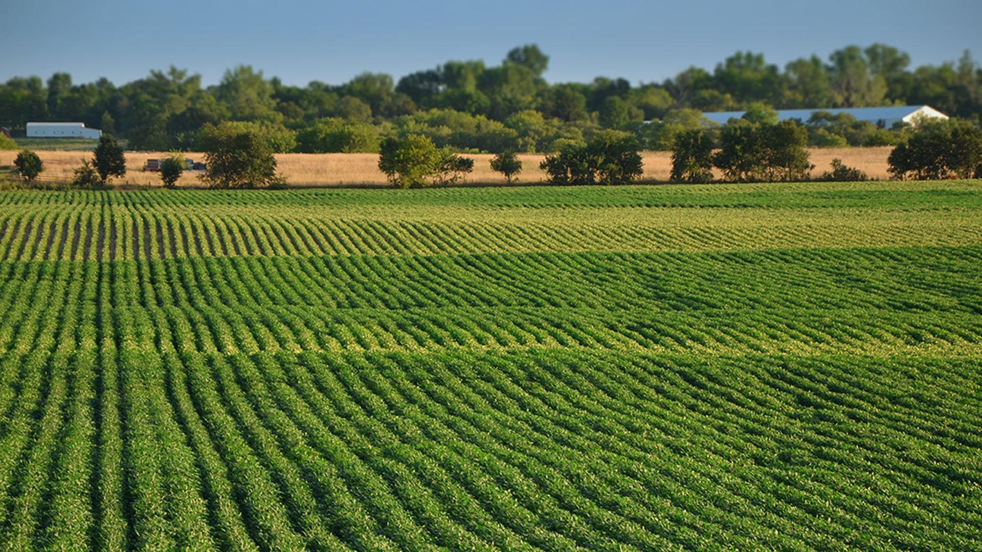 Lush sustainable farmland with healthy soil and green crops in warm daylight